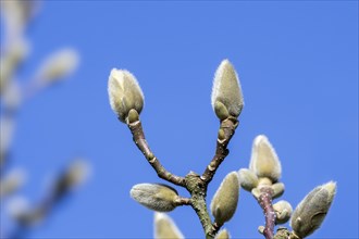 (Magnolia denudata) Fragrant Cloud, Dan Xin twigs with buds enclosed in a bract against blue sky in