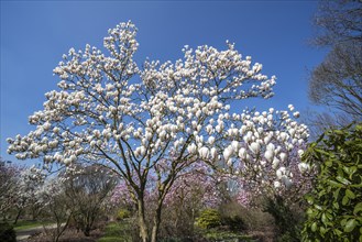 Flowering Magnolia Gresham GG11 showing white flowers in spring in park
