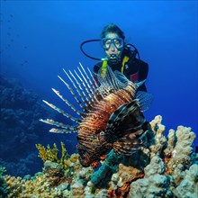 Diver looks on Watching common lionfish