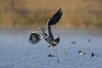 Grey heron
