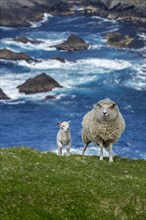 White sheep ewe and lamb with damaged ears on sea clifftop at the Hermaness National Nature Reserve