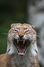 Close up portrait of yawning Eurasian lynx