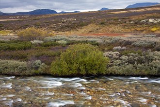 Store Ula River in the Rondane National Park