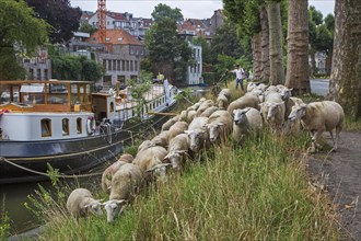 Shepherd herding flock of sheep along steep canal bank in summer in the city Ghent