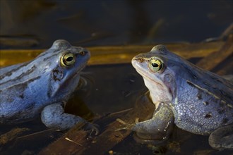 Two Moor Frogs