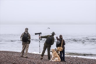 Wildlife photographers and whale watchers spotting bottlenose dolphin at Chanonry Point in the fog