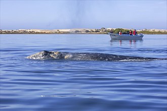 Tourists in tourist boat watching Pacific gray whale