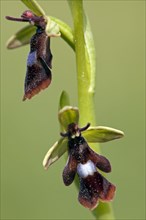 Fly orchid