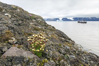 Tufted alpine saxifrage