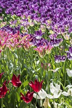 Flowerbed with colourful tulips