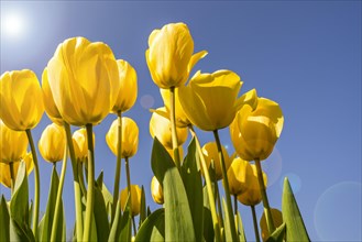 Worm's eye view showing yellow tulips