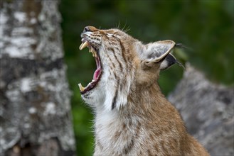 Close up portrait of yawning Eurasian lynx