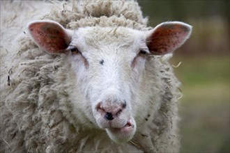 Close up of domestic sheep