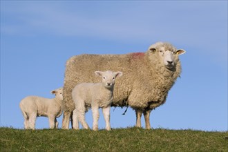 Friesian dairy sheep ewe with two white lambs in meadow