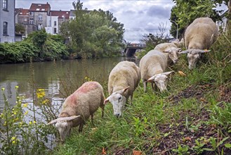 Flock of sheep grazing grass along steep canal bank in summer in the city Ghent