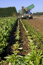 Field with cultivated chicory plants being raised by tractor with harvester