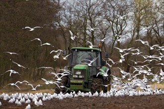 Tractor ploughing field followed by black-headed gulls