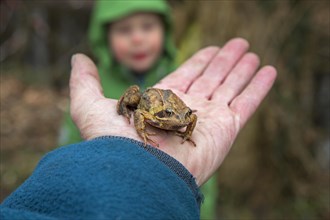 Person holding European common brown frog