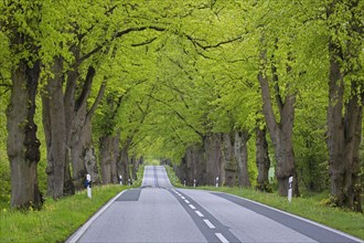 Empty road lined with silver linden