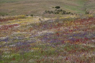 Colourful wildflowers on the steppe near Castro Verde