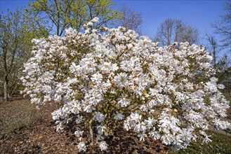 Flowering Magnolia stellata Maxim