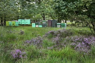 Beehives in heathland at the Hoge Kempen National Park