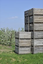 Wooden crates stacked in half-standard apple tree