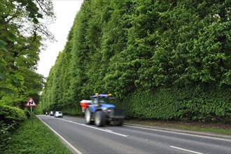 The Meikleour Beech Hedge