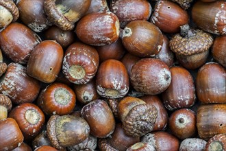 Pile of acorns of the English oak