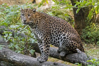 Javan leopard