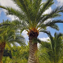 Palm Garden