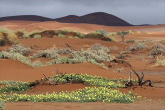 Sand dunes and devil's thorn