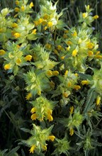 Greater yellow-rattle