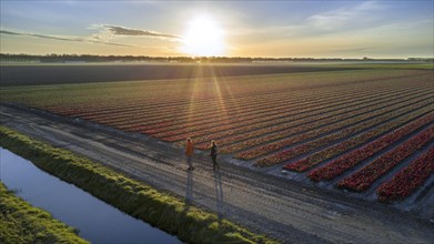 Two walkers walking along large tulip field with rows of red tulips at sunrise in spring