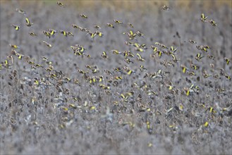 Large flock of European goldfinches