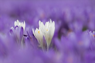 Close-up of white croci flowering in purple carpet of blooming crocuses