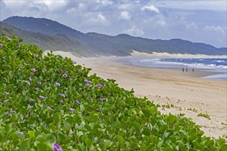 Sandy beach at Cape Vidal