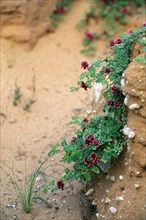 Flowers emerging after the rains of the rainy season in the Kalahari desert