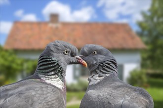Close-up of two common wood pigeons