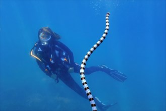 Diver gazes at observed venomous water snake colubrine sea krait