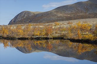 Birch trees showing autumn colours reflected in water of lake