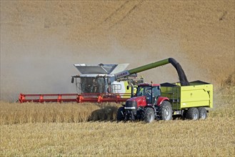 Combine harvester and tractor with trailer harvesting rapeseed field in summer