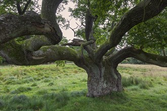 Solitary old English oak