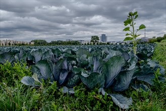 Filder-Rotkohl. Red Cabbage on the field in a suburbian of Stuttgart Baden-Wuerttemberg