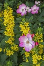 Rosa rush and spotted loosestrife