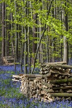 Woodpiles with firewood in beech woodland with bluebells