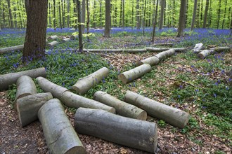 Felled trees chopped in logs among bluebells