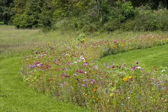 Mixture of colourful wildflowers in wildflower zone bordering grassland
