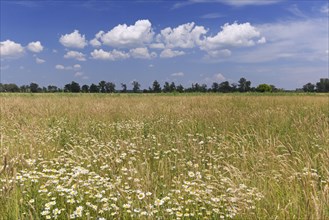 Meadow with wildflowers near the river Oder at Oderbruch
