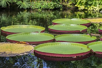 Floating leaves of the giant water lily